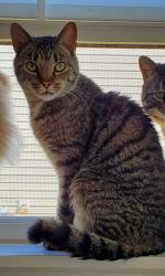 Lost Male Cat last seen Fox Trace neighborhood , Anderson, IN 46013