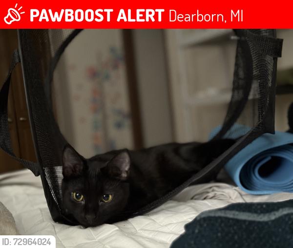 Lost Female Cat last seen Michigan Avenue and Southfield, Dearborn, MI 48124