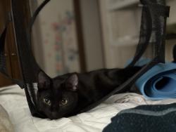 Lost Female Cat last seen Michigan Avenue and Southfield, Dearborn, MI 48124