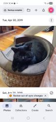 Lost Female Cat last seen Ellrose, Windsor, ON N8Y 3W7