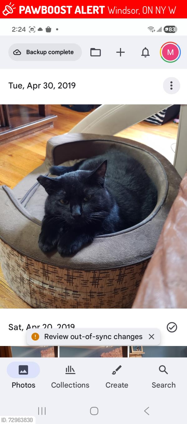 Lost Female Cat last seen Ellrose, Windsor, ON N8Y 3W7