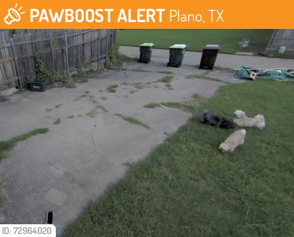 Found/Stray Unknown Dog last seen Teakwood Drive (by Kroger on Custer and Parker), Plano, TX 75075