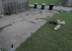 Found/Stray Unknown Dog last seen Teakwood Drive (by Kroger on Custer and Parker), Plano, TX 75075