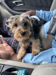 Lost Female Dog last seen Church Street, Florence, SC 29505
