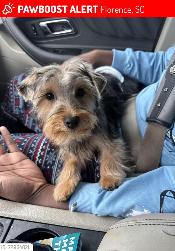 Lost Female Dog last seen Church Street, Florence, SC 29505