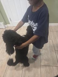Reunited Male Dog last seen Park Hill Avenue , Staten Island, NY 10304