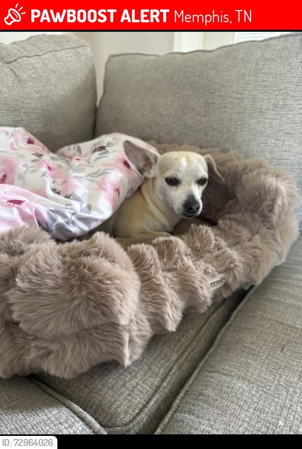 Lost Male Dog last seen Fletcher park behind the Kroger , Memphis, TN 38016
