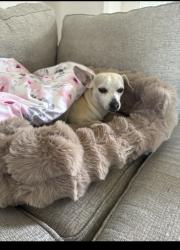 Lost Male Dog last seen Fletcher park behind the Kroger , Memphis, TN 38016