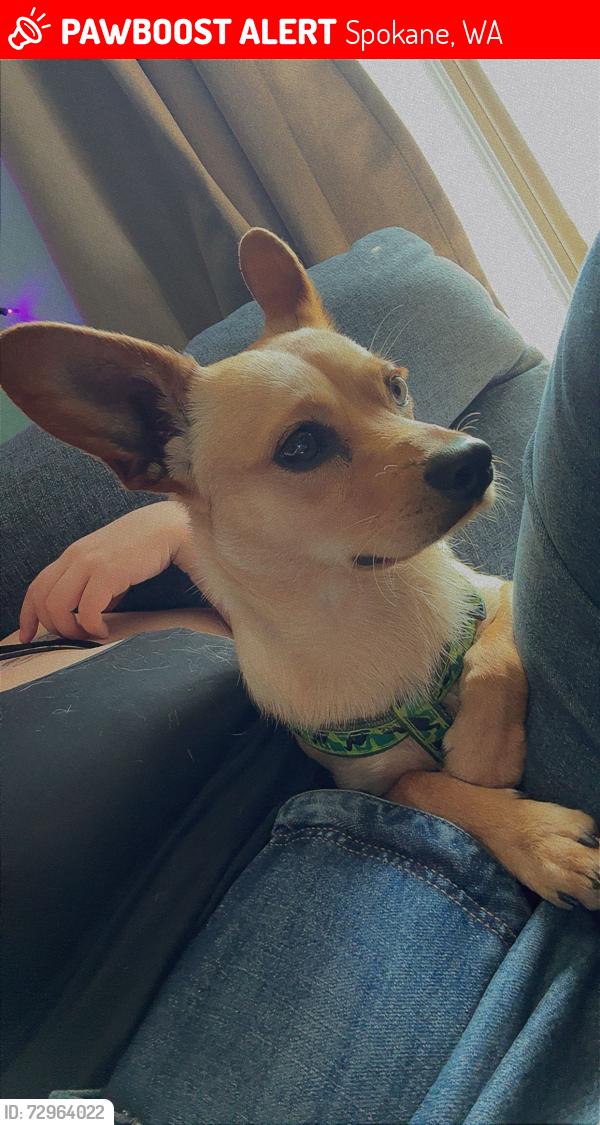 Lost Male Dog last seen Princeton and Havana, Spokane, WA 99217