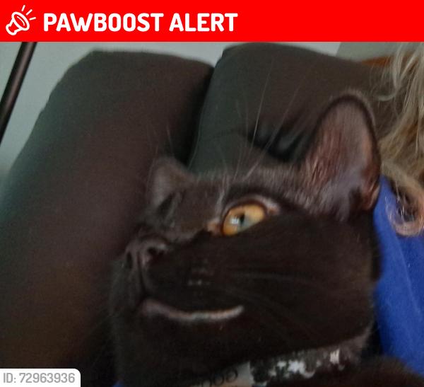 Lost Male Cat last seen Marlton Circle near Longbranch Road, Cherry Hill Township, NJ 08034