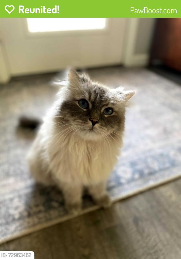 Reunited Male Cat last seen Dillard Drive SE and Cogan Drive, Palm Bay, FL 32909