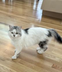 Reunited Female Cat last seen Greiger Grade and Veteran's Pkwy, Reno, NV 89521