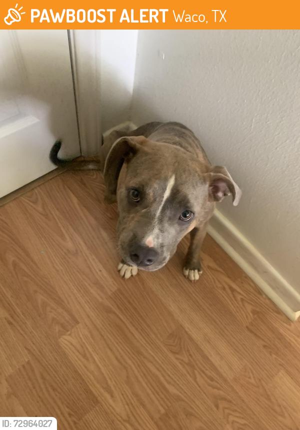 Found/Stray Female Dog last seen For Keeps Coffee, Homan Ave, Waco, TX 76710