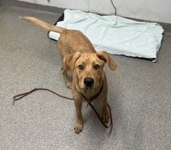 Shelter Stray Unknown Dog last seen Near E El Norte Parkway, Escondido, CA, 92027, Escondido, CA 92027