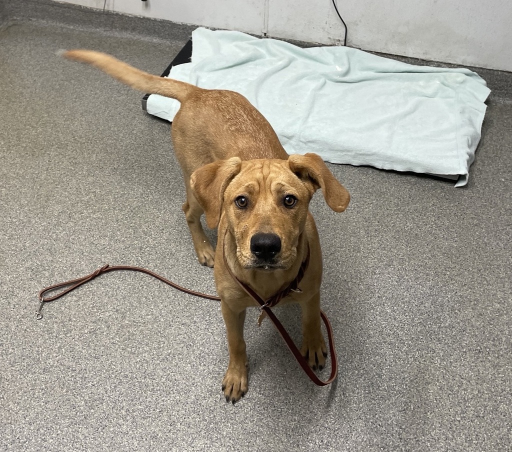 Shelter Stray Unknown Dog last seen Near E El Norte Parkway, Escondido, CA, 92027, Escondido, CA 92027