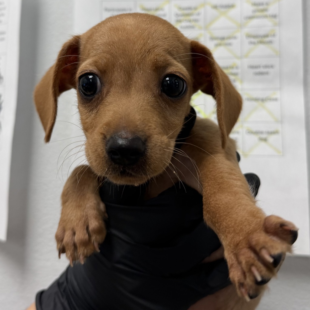 Shelter Stray Female Dog last seen Rio Vista, San Diego, CA, 92108, San Diego, CA 92110