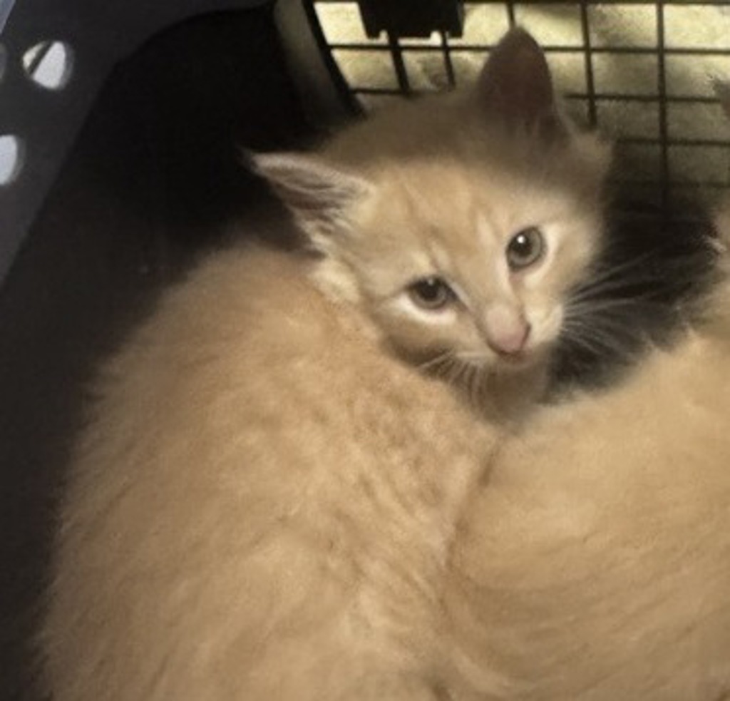 Shelter Stray Female Cat last seen N Juniper Street, Escondido, CA, 92026, Escondido, CA 92027