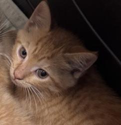 Shelter Stray Female Cat last seen N Juniper Street, Escondido, CA, 92026, Escondido, CA 92027