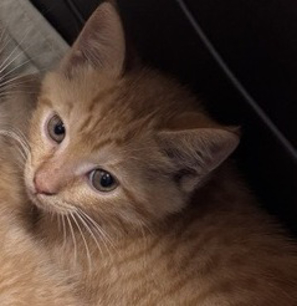 Shelter Stray Female Cat last seen N Juniper Street, Escondido, CA, 92026, Escondido, CA 92027