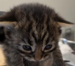 Shelter Stray Female Cat last seen backyard, San Diego, CA, 92173, San Diego, CA 92110