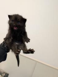 Shelter Stray Female Cat last seen backyard, San Diego, CA, 92173, San Diego, CA 92110