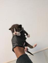 Shelter Stray Female Cat last seen backyard, San Diego, CA, 92173, San Diego, CA 92110