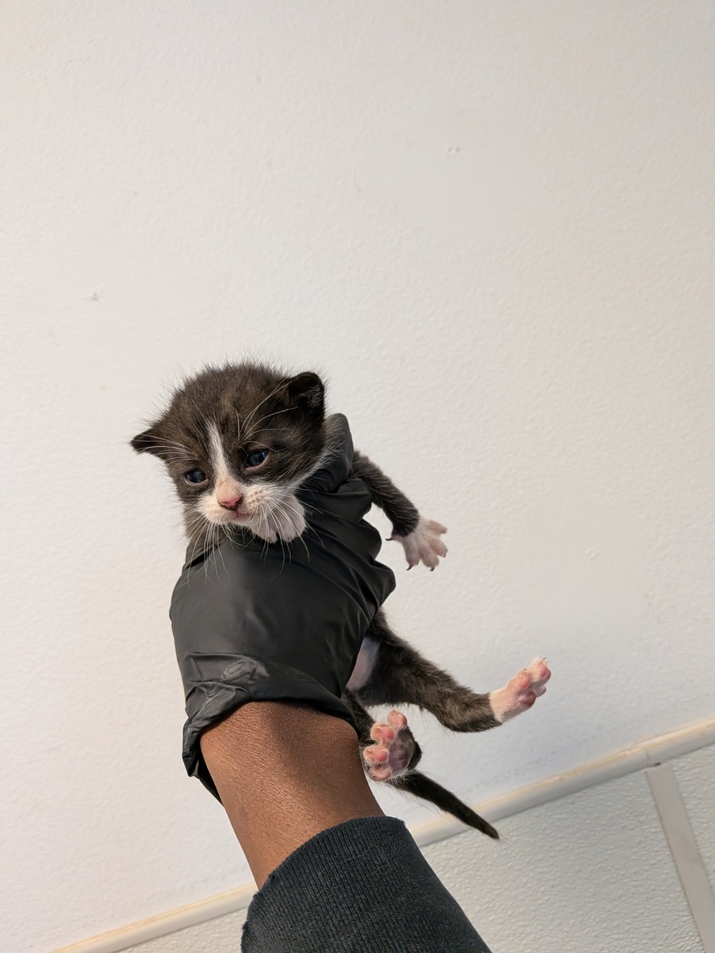 Shelter Stray Female Cat last seen backyard, San Diego, CA, 92173, San Diego, CA 92110