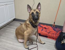 Shelter Stray Female Dog last seen Oceanside Boulevard, Oceanside, CA, 92054, Oceanside, CA 92058