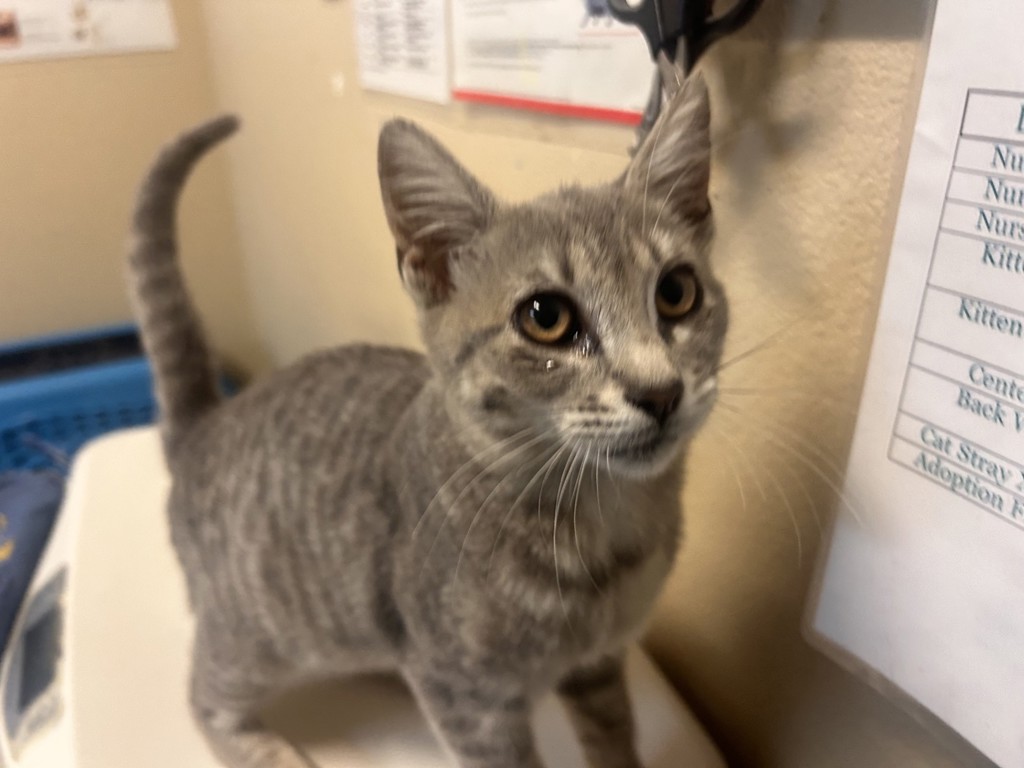 Shelter Stray Female Cat last seen Near Taylor Street, Vista, CA, 92084, Oceanside, CA 92058