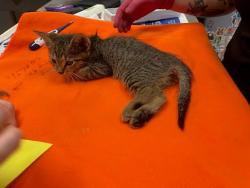 Shelter Stray Unknown Cat last seen Near Broken Feather Trail, PFLUGERVILLE, TX, 78660, Austin, TX 78702