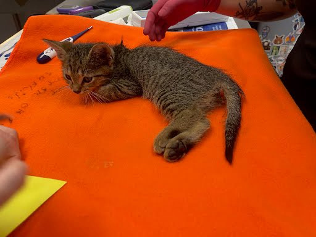 Shelter Stray Unknown Cat last seen Near Broken Feather Trail, PFLUGERVILLE, TX, 78660, Austin, TX 78702