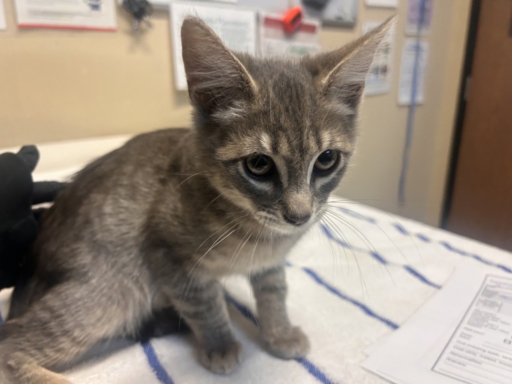 Shelter Stray Male Cat last seen Near Taylor Street, Vista, CA, 92084, Oceanside, CA 92058
