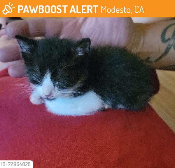 Found/Stray Female Cat last seen McClure Rd , Modesto, CA 95354