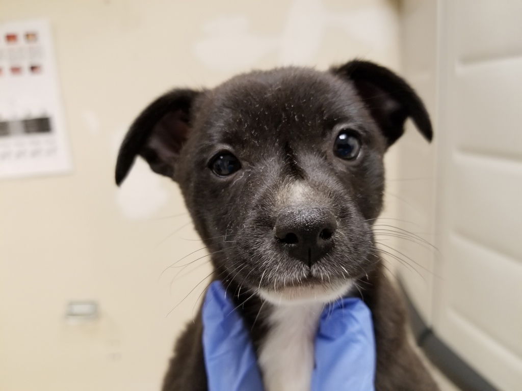 Shelter Stray Male Dog last seen Near 46th Street, San Diego, CA, 92105, San Diego, CA 92110