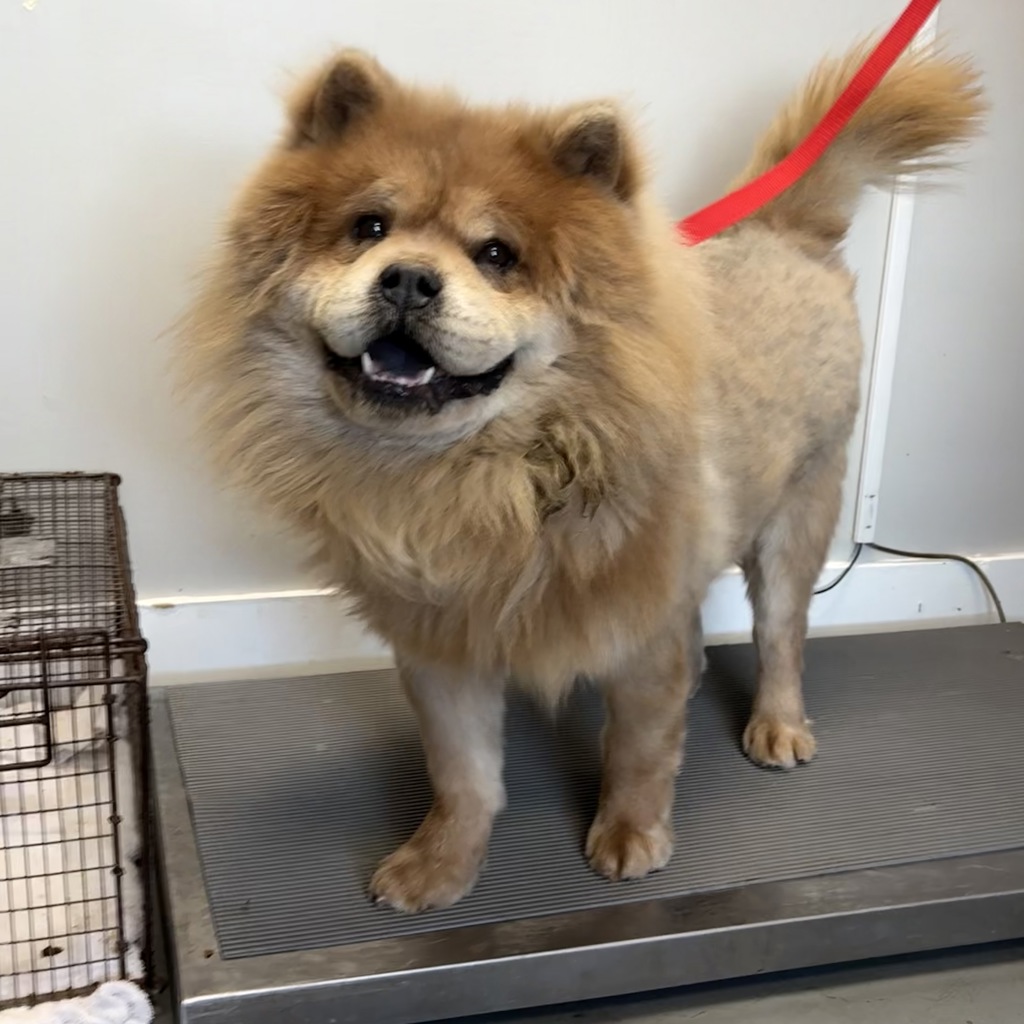 Shelter Stray Male Dog last seen Near S Gold Shimmer Bay, Magna Township, UT, 84044, Taylorsville, UT 84123