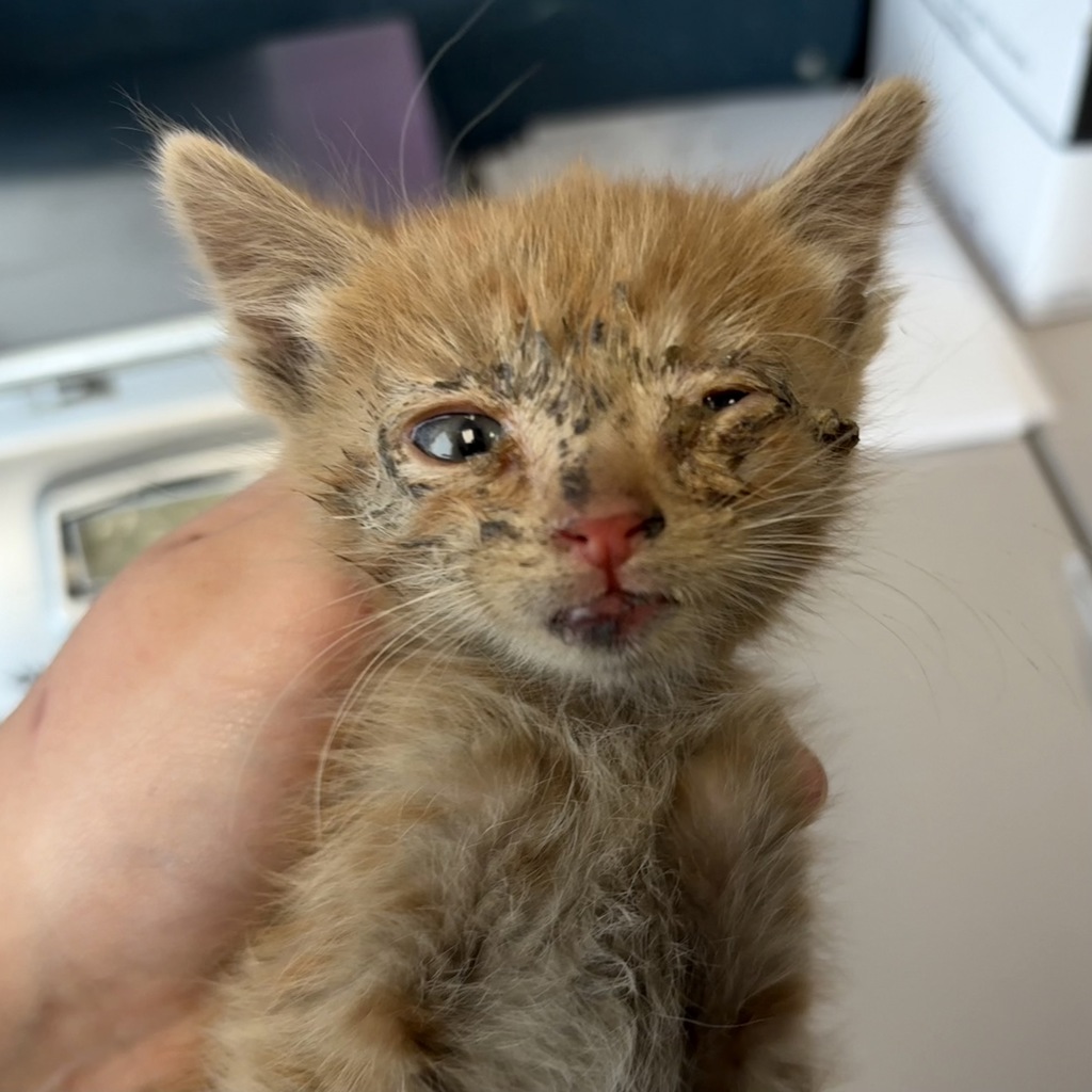 Shelter Stray Female Cat last seen Near W Harris Avenue, SALT LAKE CITY, UT, 84115, Taylorsville, UT 84123