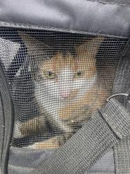 Shelter Stray Female Cat last seen OR, Troutdale, OR 97060