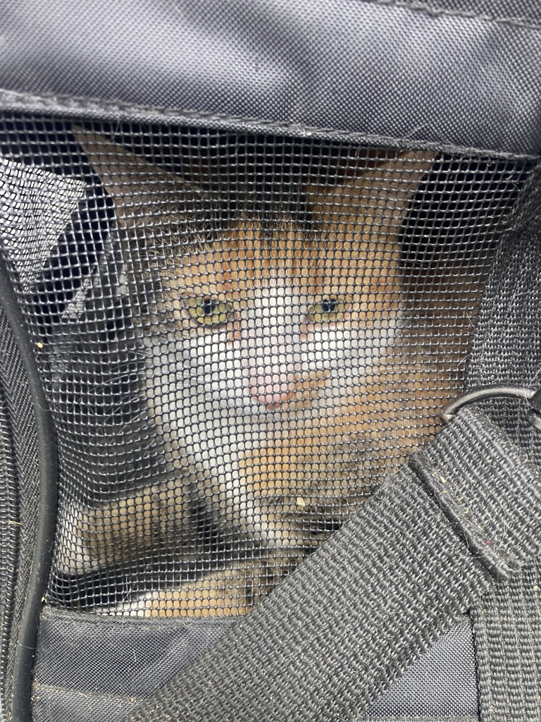 Shelter Stray Female Cat last seen OR, Troutdale, OR 97060