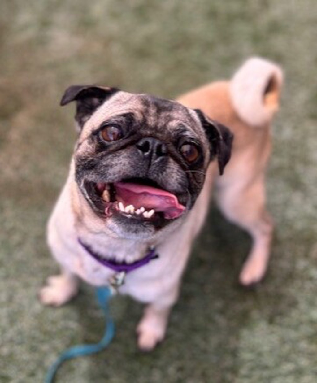 Shelter Stray Female Dog last seen Near Market Street, San Diego, CA, 92101, San Diego, CA 92110