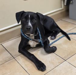 Shelter Stray Female Dog last seen MOUNT HOOD COMMUNITY COLLEGE., GRESHAM, OR, 97080, Troutdale, OR 97060