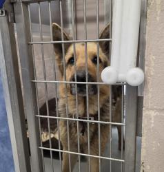 Shelter Stray Male Dog last seen Gresham, GRESHAM, OR, 97030, Troutdale, OR 97060