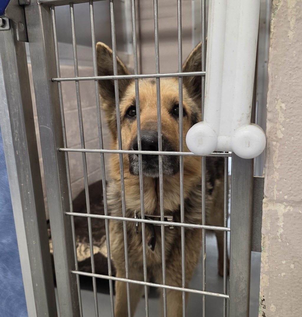 Shelter Stray Male Dog last seen Gresham, GRESHAM, OR, 97030, Troutdale, OR 97060