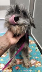 Shelter Stray Female Dog last seen W Sunn Fjord Lane, BREMERTON, WA, 98312, Silverdale, WA 98383