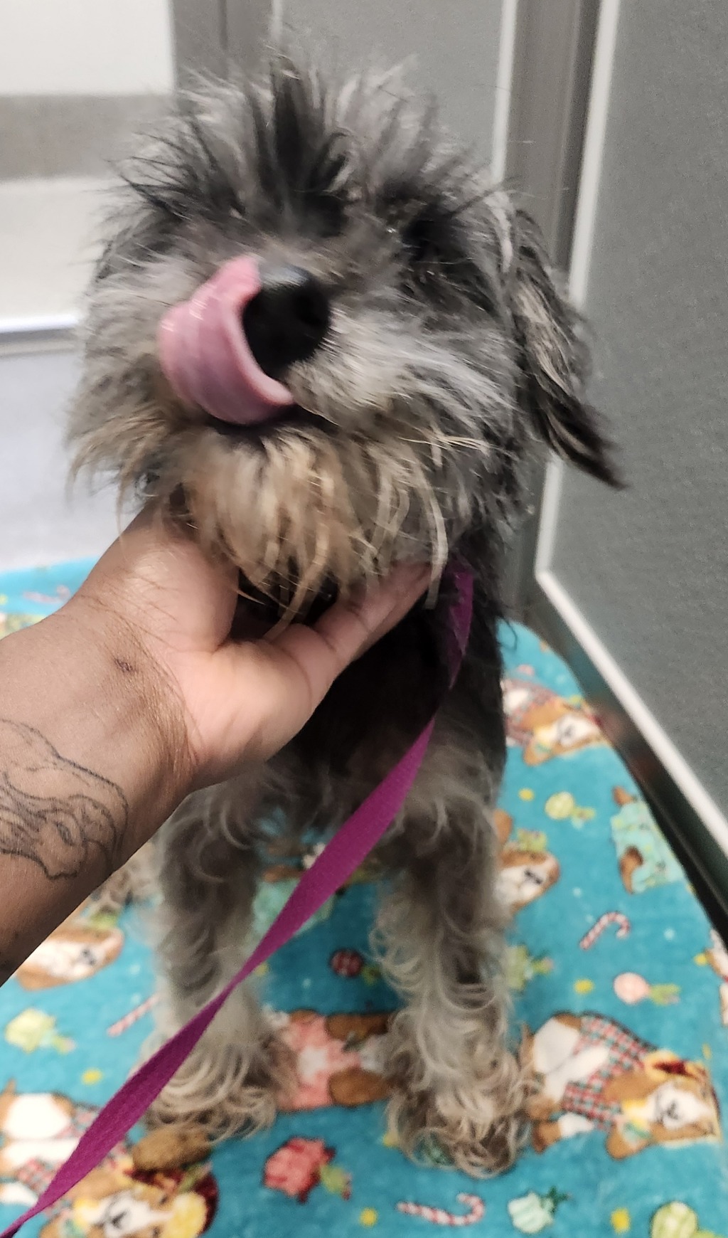 Shelter Stray Female Dog last seen W Sunn Fjord Lane, BREMERTON, WA, 98312, Silverdale, WA 98383