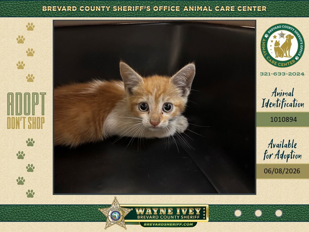Shelter Stray Unknown Cat last seen FL, Melbourne, FL 32934