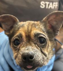 Shelter Stray Female Dog last seen W Sunn Fjord Lane, BREMERTON, WA, 98312, Silverdale, WA 98383