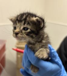 Shelter Stray Female Cat last seen Sylvan Way, Bremerton, WA, 98310, Silverdale, WA 98383