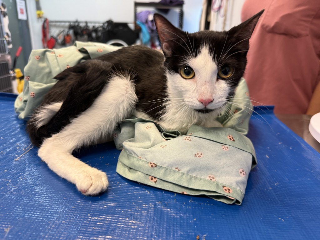 Shelter Stray Female Cat last seen Near Richardson Avenue, BRONX, NY, 10470, New York, NY 10029