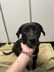 Shelter Stray Female Dog last seen kitsap waterfront, SILVERDALE, WA, 98383, Silverdale, WA 98383