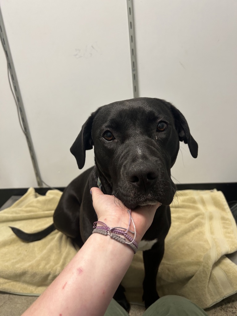 Shelter Stray Female Dog last seen kitsap waterfront, SILVERDALE, WA, 98383, Silverdale, WA 98383